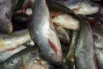سالانه 13 تن ماهی در لغمان تولید می‌شود