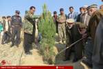 وزارت زراعت: در سال آینده بیش از 3صدهزار اصله‌نهال در کابل غرس می‌شود