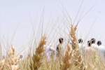 Wheat Products Decreased By 16% Last Year: Official