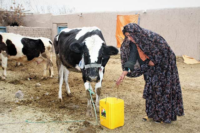 Communities affected by drought in Afghanistan are struggling with hunger