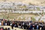 نخستین جشنواره فرهنگی گل زردآلو در ولسوالی کهمرد راه اندازی شد
