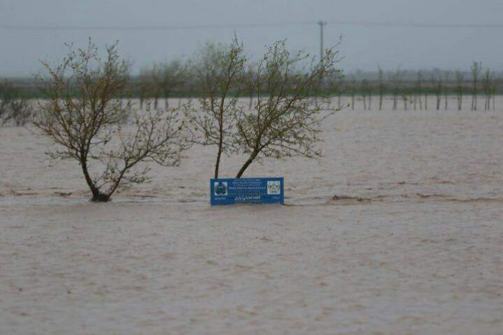 سرازیر شدن سیلاب در رودخانه کرخ هرات / سه جوان از غرق شدن نجات یافتند