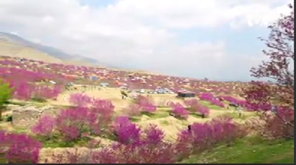 کلیپ/میلۀ گل ارغوان در تپه‌های گلغندی یکی از سرگرمی‌های بهاری مردم کابل  <img src="https://cdn.avapress.com/images/video_icon.png" width="16" height="16" border="0" align="top">