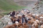 ربوده شدن ۸۰۰ رأس گوسفند توسط گروه طالبان در ولایت غور