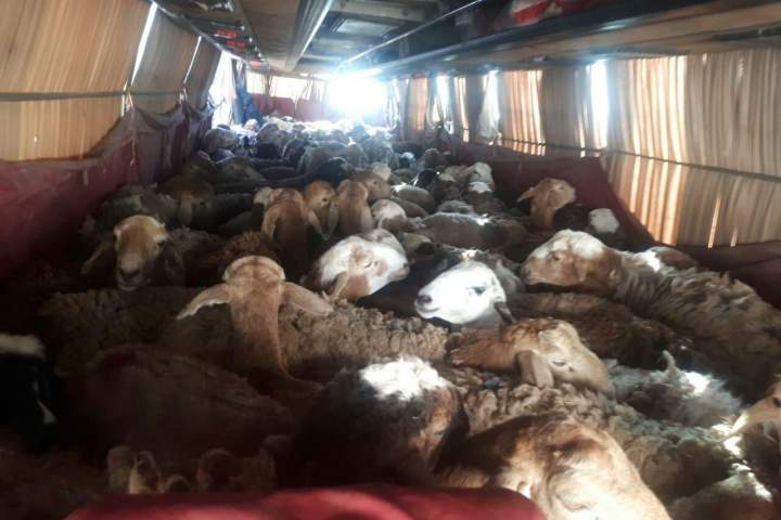 جلوگیری از قاچاق صدها راس گوسفند به خارج از کشور در هرات