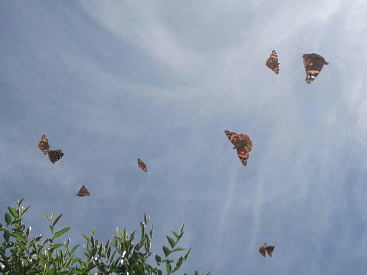 بارش ماه‌های اخیر و افزایش چشم‌گیر پروانه‌ها در هرات