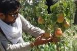 توسعه ی درختان میوه های زود رس در افغانستان