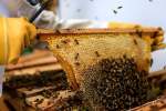 Nangarhar Honey Production to Hit 400 Tons This Year