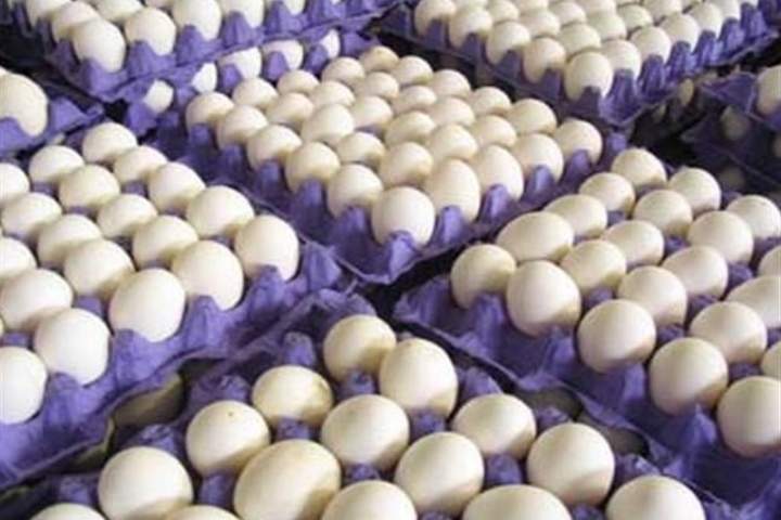 کشف ۵ هزار کارتن تخم‌مرغ قاچاق در هرات