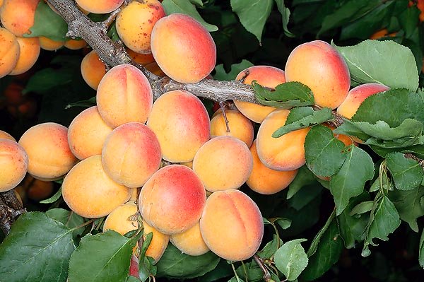 Premature fruits’ yields to soon be supplied to markets