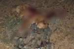 سگ بمب‌گذاری شده‌ی طالبان پیش از هدف قراردادن فرماندهی پولیس لوگر کشته شد