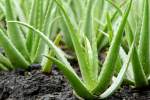 آلوئه‌ورا؛ گیاهی پُردرآمد و جایگزینی مناسب برای کوکنار