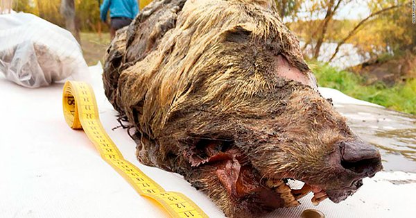 40,000-year-old severed wolf