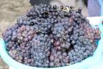 Afghan Fresh Fruits Likely To Witness a Rampant Decline in Exports