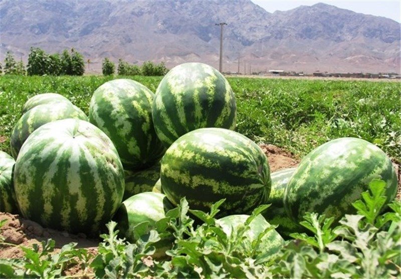 2,000 Tons of Afghan Watermelon to be Exported to Azerbaijan