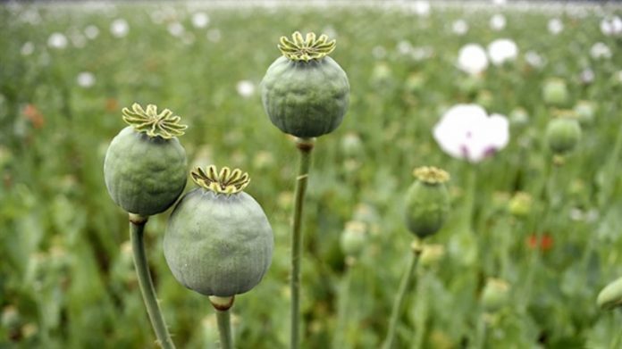 Afghanistan Producing 84% of World’s Opium: Iran