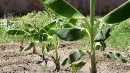 Formers Succeed to Grow Banana Trees in Helmand