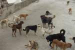 عقيم سازي سگ‌های ولگرد در کابل