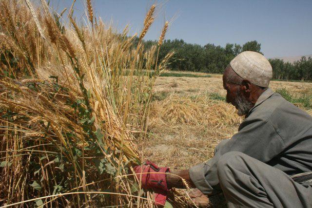 افزایش 40 درصدی حاصلات گندم در ولایت لوگر