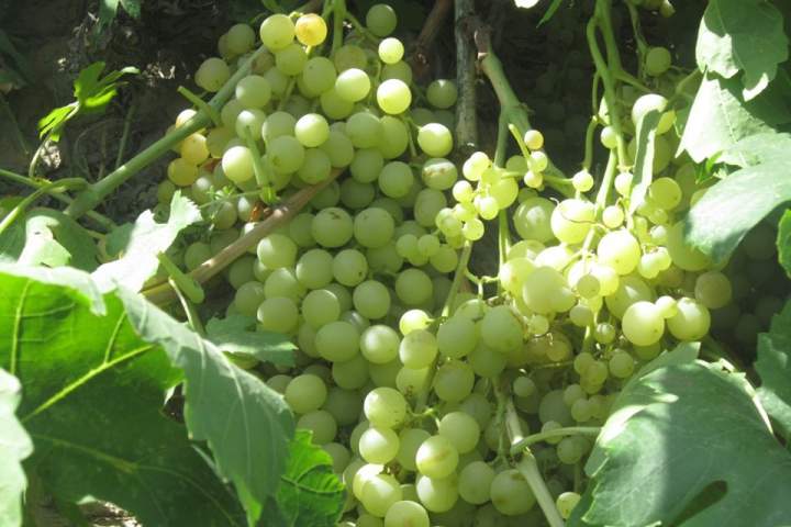 افزایش ۱۵ درصدی حاصلات انگور در هرات
