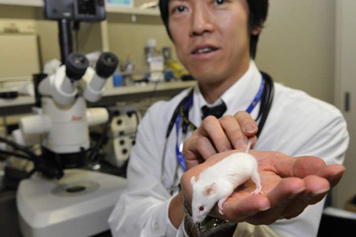 دورگه ای از انسان و حیوان پس از رفع ممنوعیت در جاپان ساخته می شود