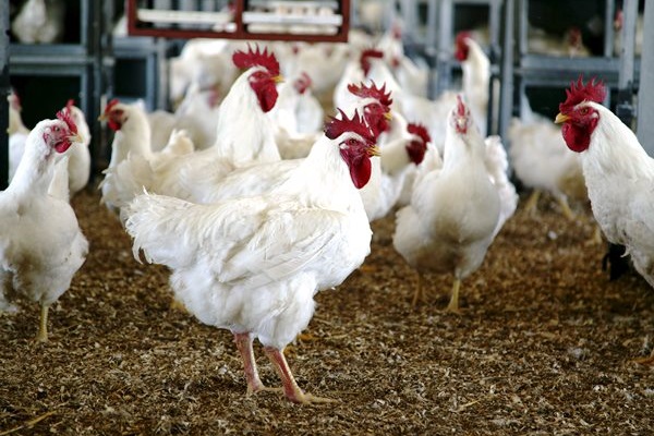 Nearly 1 bln USD invested in poultry in Afghanistan: report