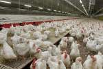Nearly 1 bln USD invested in poultry in Afghanistan: report