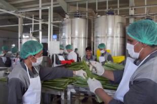 Aloe Vera Processing Plant Inaugurated In Herat
