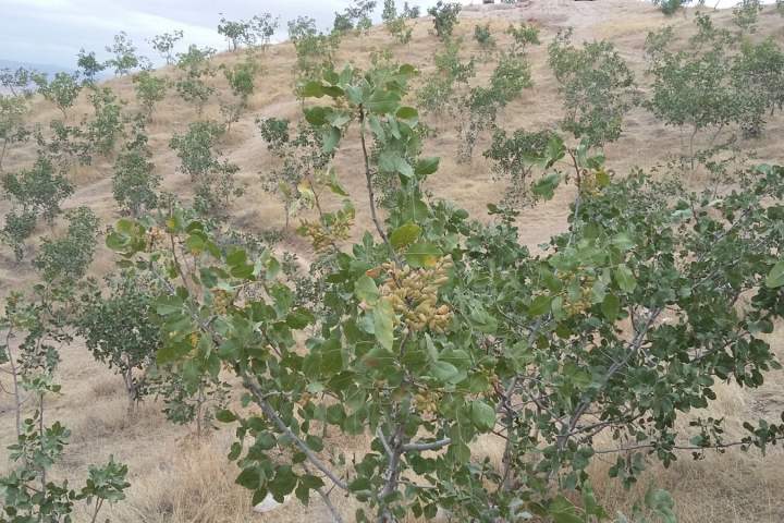 جنگلات پسته بادغیس؛ بزرگترین منبع تمویل گروه طالبان