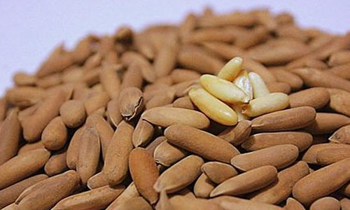 Afghan pine nuts production increases: local media