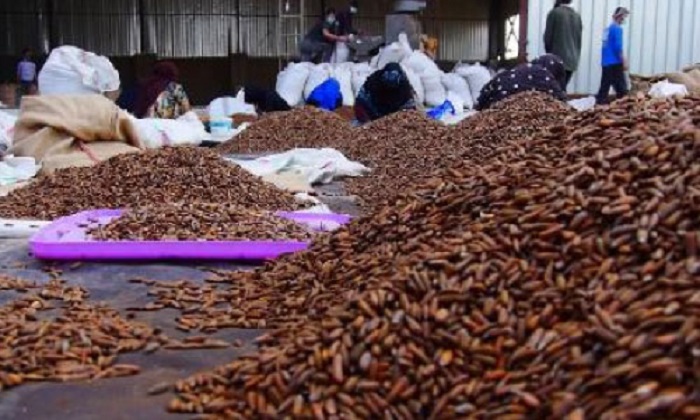 Ghani orders ban on smuggling of pine nuts, pistachio, saffron