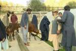توزیع "گاوهای شیری" میان خانواده‌های فقیر در نورستان