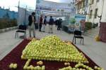 جشن سیب دختر شاه و نمایشگاه محصولات زراعتی در دایکندی برگزارشد