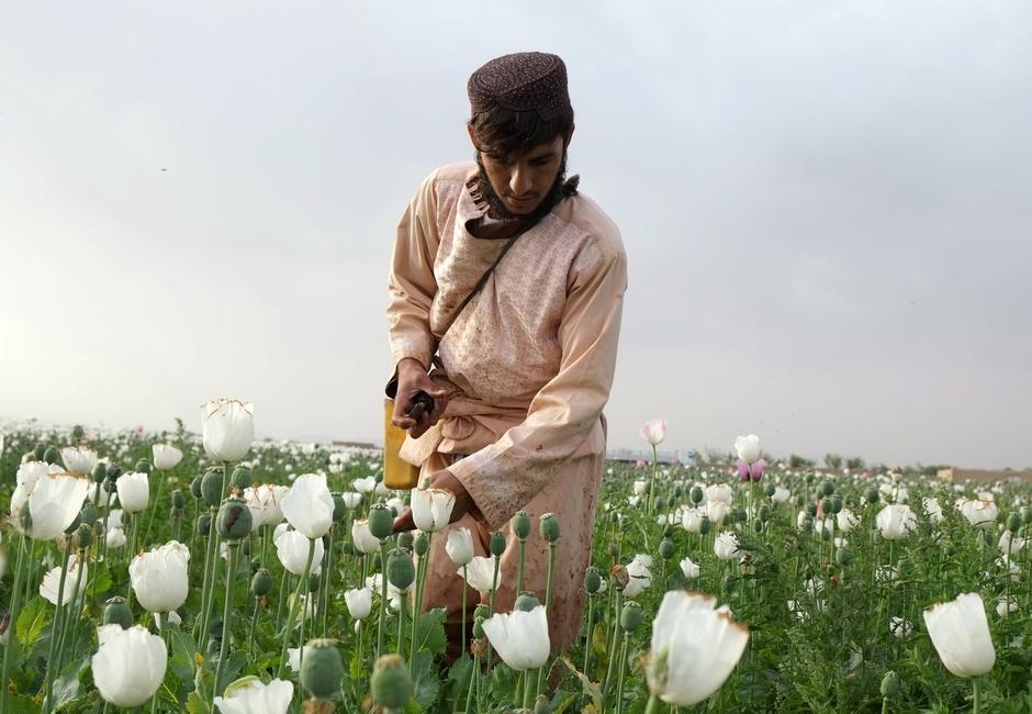 Afghan farmers in Kandahar revamp cotton fields to replace opium poppy