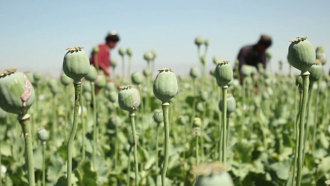 مواد مخدر ۶ تا ۱۱ درصد تولید ناخالص ملی افغانستان