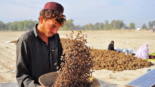 Pine nut production increases by 12 percent in Afghanistan