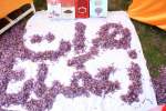 جشنواره گل زعفران و نمایشگاه غذاهای محلی و زعفرانی از دریچه دوربین  