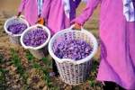 امسال ۱۹ هزار تُن زعفران در افغانستان تولید خواهد شد