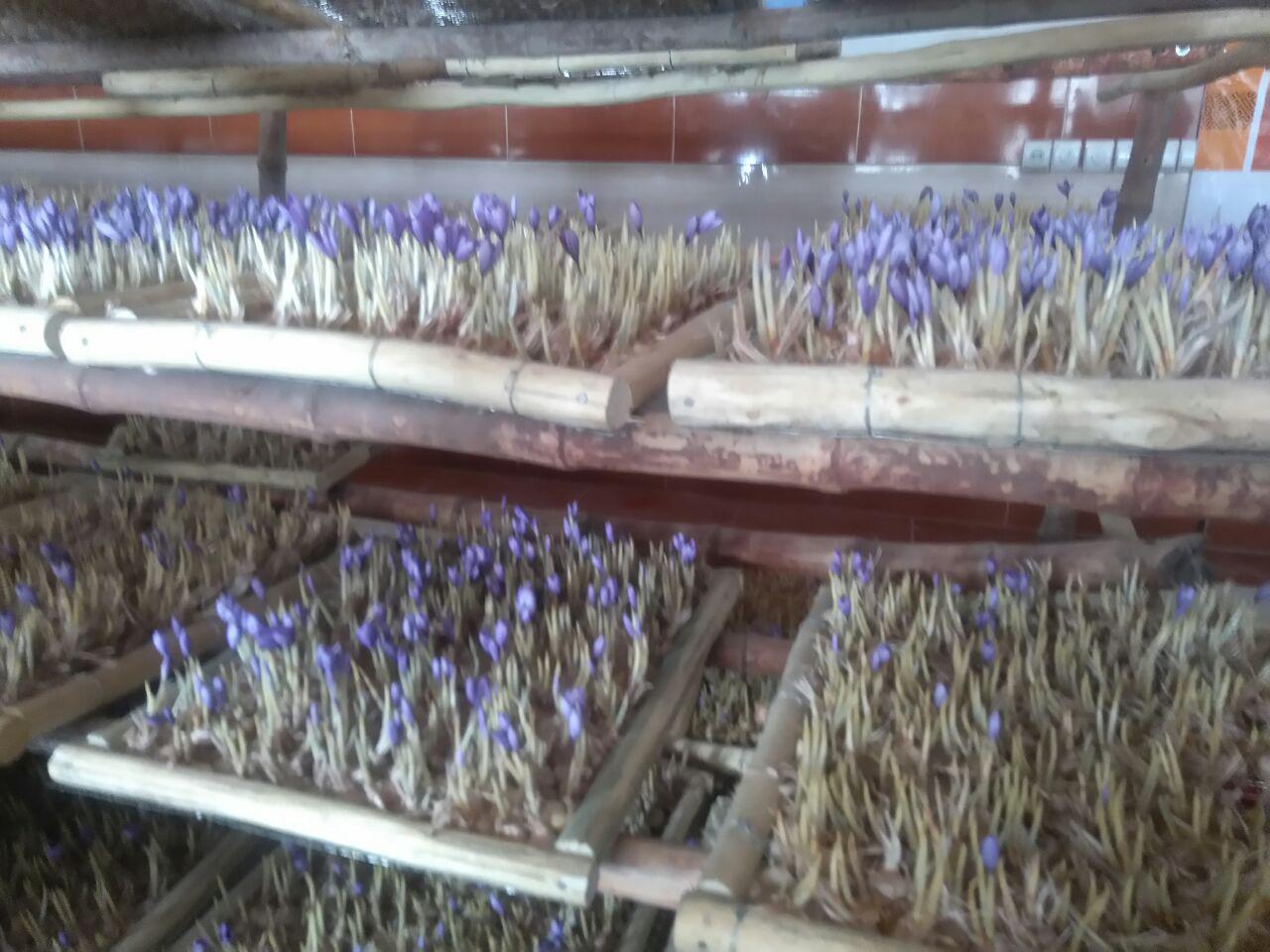 رونمایی از اولین محصولات صنعت تولید زعفران گلخانه‌ای در بلخ