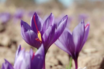 Saffron Yield Increases by 15 Percent in Balkh