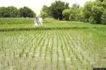 افغانستان در تولید برنج ۶۶ درصد خودکفا شده است