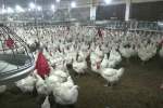 یک فارم مرغ‌داری با ظرفیت تولید ماهانه 600 هزار مرغ در ننگرهار ایجاد شد