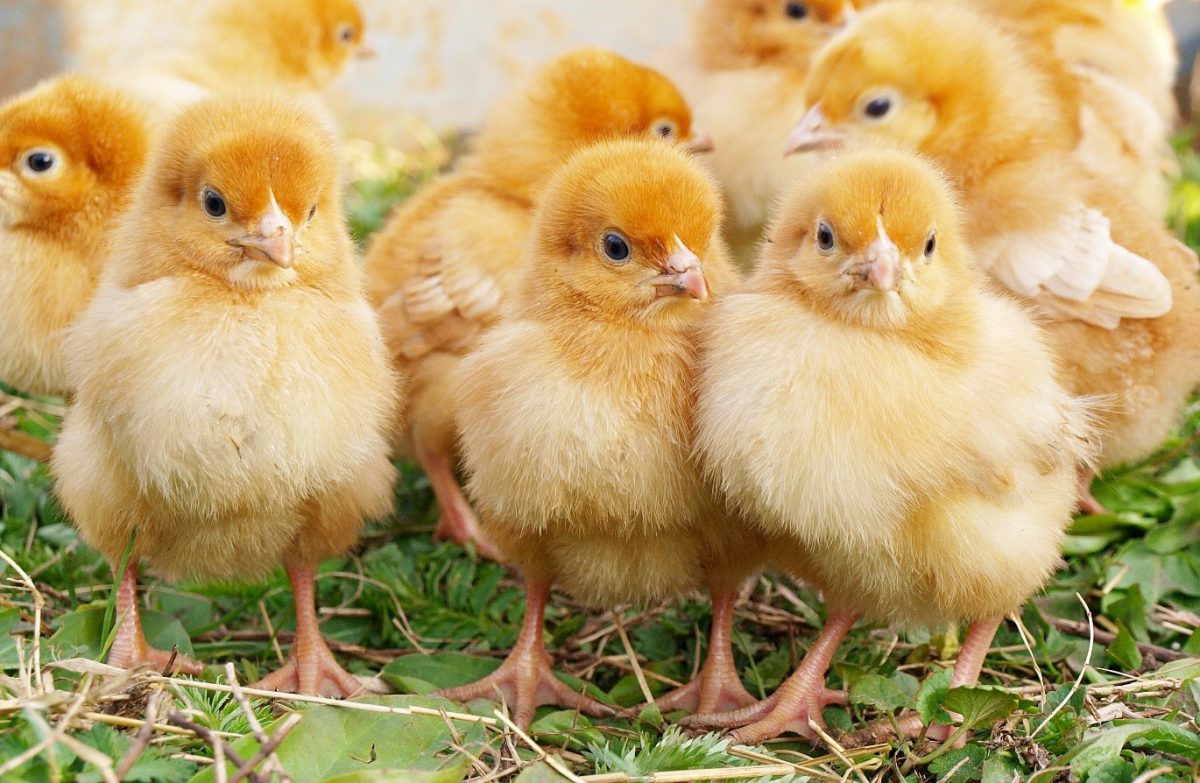 235,000 one-day-old chicks imported from Iran’s Ardebil to Afghanistan