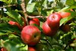 حاصلات سیب میدان وردک به ۱۲۰ هزار تن رسید