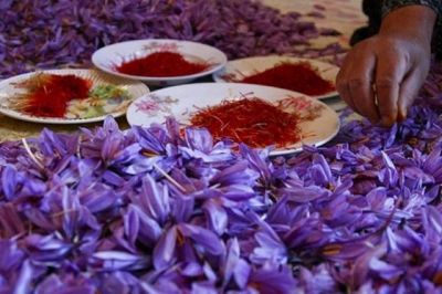 Saffron production up 22 percent in Afghanistan