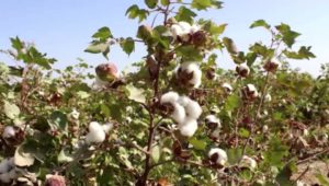 Afghanistan Cotton Production Shows up to 21% Increase