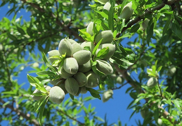 Almond Production Up By 12.5% In Kunduz Province