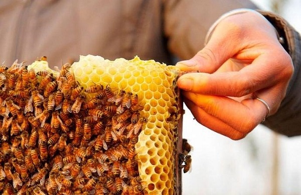 Honey Production Grows up in Badakhshan