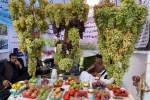 افزایش 15 درصدی محصولات انگور در ولایت هرات و قندهار