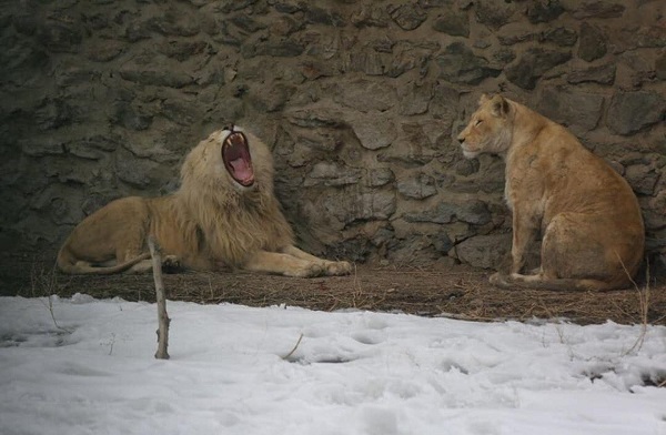پاسخ شاروالی کابل به یک ادعا؛ حال شیرهای باغ  وحش کابل خوب و مناسب می باشد